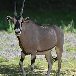 Beisa oryx Oryx beisa