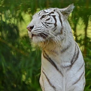 White tiger Panthera tigris