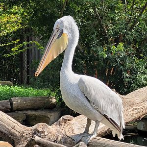 Dalmatian pelican -Parc Animalier des Pyrénées (2023)