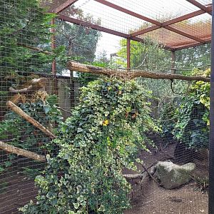 Golden pheasant and Bali myna exhibit -Parc Animalier des Pyrénées (2023)