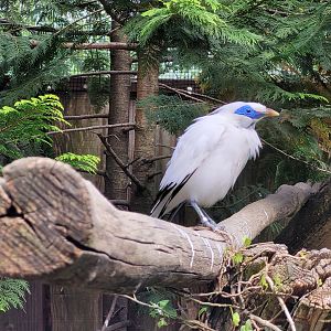 Bali myna -Parc Animalier des Pyrénées (2023)