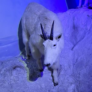 Rocky Mountain goat taxidermy -Parc Animalier des Pyrénées (2023)
