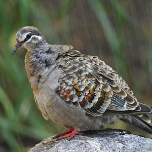 Common Bronzewing Phaps chalcoptera