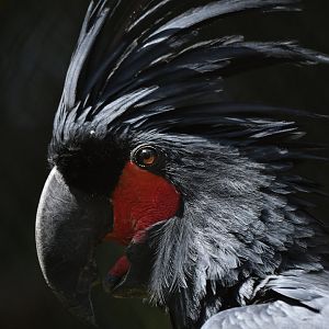 Palm Cockatoo Probosciger aterrimus