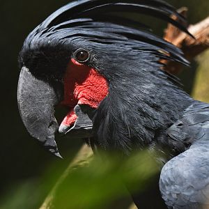 Palm Cockatoo Probosciger aterrimus