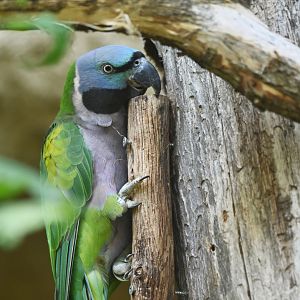 Derbyan Parakeet Psittacula derbiana