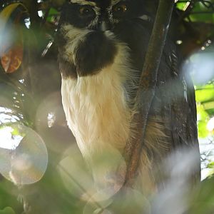 Spectacled Owl Pulsatrix perspicillata