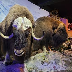 Musk ox taxidermy -Parc Animalier des Pyrénées (2023)