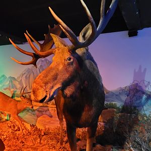 Moose taxidermy -Parc Animalier des Pyrénées (2023)