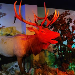 Wapiti taxidermy -Parc Animalier des Pyrénées (2023)