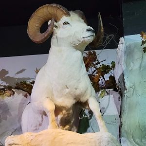 Dall sheep taxidermy -Parc Animalier des Pyrénées (2023)