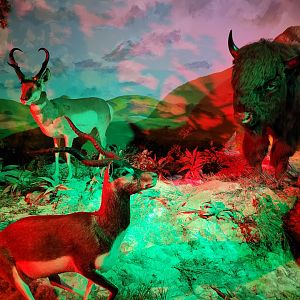 Pronghorn, American bison and Blackbuck taxidermy -Parc Animalier des Pyrénées (2023)