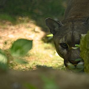 Puma Puma concolor