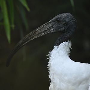 Black-headed Ibis Threskiornis melanocephalus