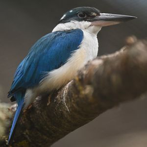 Collared Kingfisher Todiramphus chloris