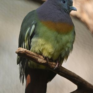 Pink-necked Green-Pigeon Treron vernans