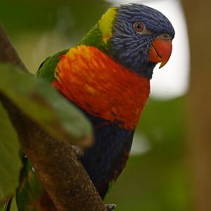 Rainbow Lorikeet Trichoglossus moluccanus