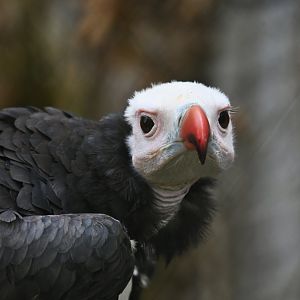 White-headed Vulture Trigonoceps occipitalis