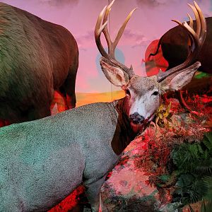 Mule deer taxidermy -Parc Animalier des Pyrénées (2023)