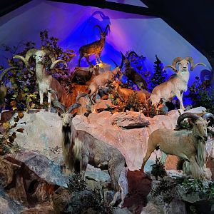 Caprid display -Parc Animalier des Pyrénées (2023)