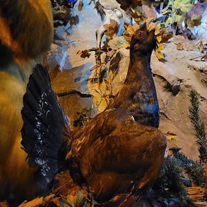 Western capercaillie taxidermy -Parc Animalier des Pyrénées (2023)