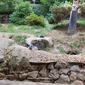 Alpine marmot exhibit -Parc Animalier des Pyrénées (2023)