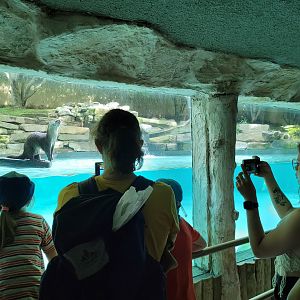 European otter underwater viewing -Parc Animalier des Pyrénées (2023)