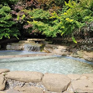 European otter and Asian short-clawed otter rotational exhibit -Parc Animalier des Pyrénées (2023)