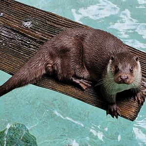 European otter -Parc Animalier des Pyrénées (2023)
