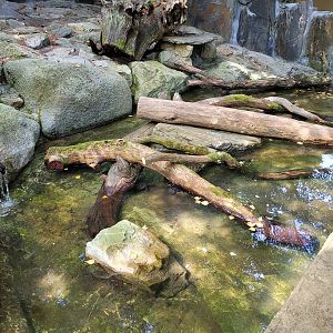 Red-eared slider exhibit -Parc Animalier des Pyrénées (2023)