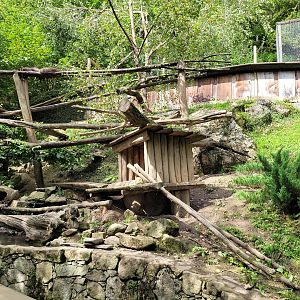 Northern raccoon exhibit -Parc Animalier des Pyrénées (2023)