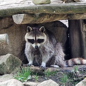 Northern raccoon -Parc Animalier des Pyrénées (2023)