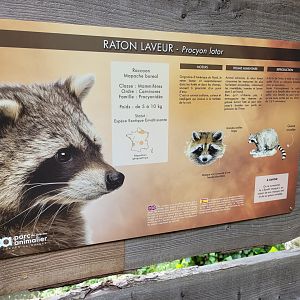 Northern raccoon sign -Parc Animalier des Pyrénées (2023)