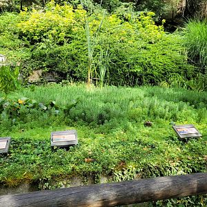 Amphibians display and pond -Parc Animalier des Pyrénées (2023)