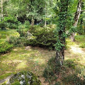 Alpine marmot exhibit -Parc Animalier des Pyrénées (2023)