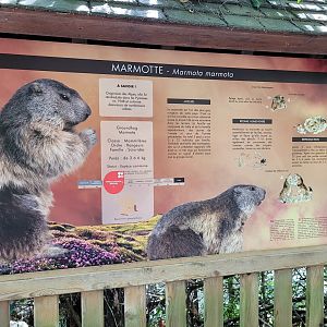 Alpine marmot sign -Parc Animalier des Pyrénées (2023)
