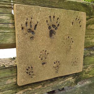 Alpine marmot print display -Parc Animalier des Pyrénées (2023)