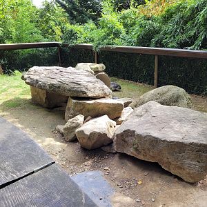 Alpine marmot secondary exhibit -Parc Animalier des Pyrénées (2023)