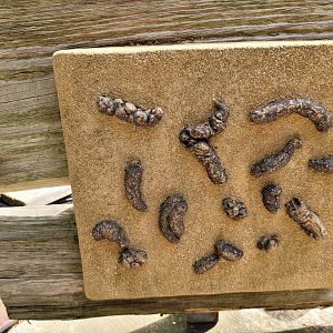 Alpine marmot feces display -Parc Animalier des Pyrénées (2023)