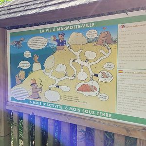 Alpine marmot sign -Parc Animalier des Pyrénées (2023)