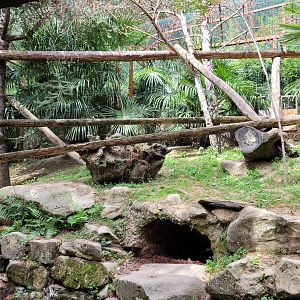 Ocelot exhibit -Parc Animalier des Pyrénées (2023)