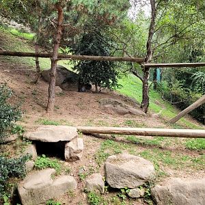 Carpathian lynx exhibit -Parc Animalier des Pyrénées (2023)