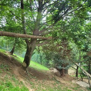 Carpathian lynx exhibit -Parc Animalier des Pyrénées (2023)