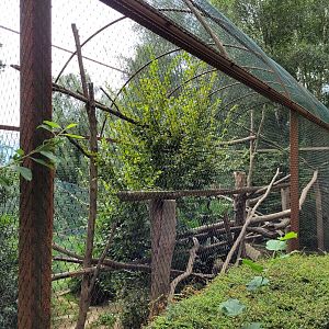 Tayra exhibit -Parc Animalier des Pyrénées (2023)