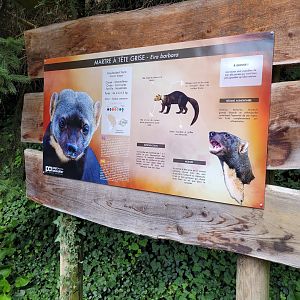 Tayra sign -Parc Animalier des Pyrénées (2023)