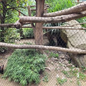 Tayra exhibit -Parc Animalier des Pyrénées (2023)