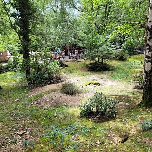 Alpine marmot exhibit -Parc Animalier des Pyrénées (2023)