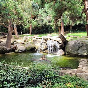 European brown bear exhibit -Parc Animalier des Pyrénées (2023)