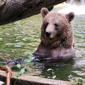 European brown bear -Parc Animalier des Pyrénées (2023)