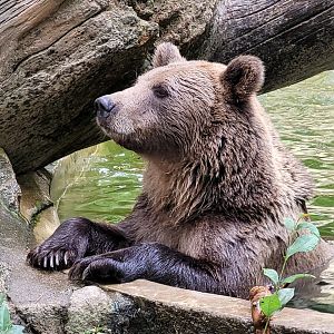 European brown bear -Parc Animalier des Pyrénées (2023)